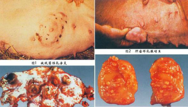 猪放线菌病的症状有哪些?怎么确诊?