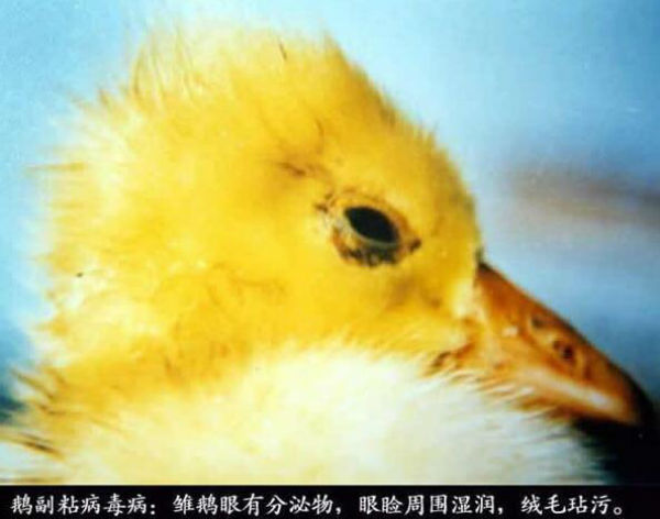 鹅副粘病毒病的症状有哪些？如何诊断？