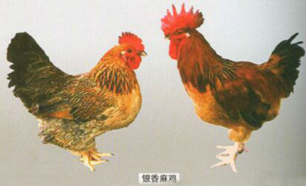麻鸡有几个品种？国内麻鸡品种介绍