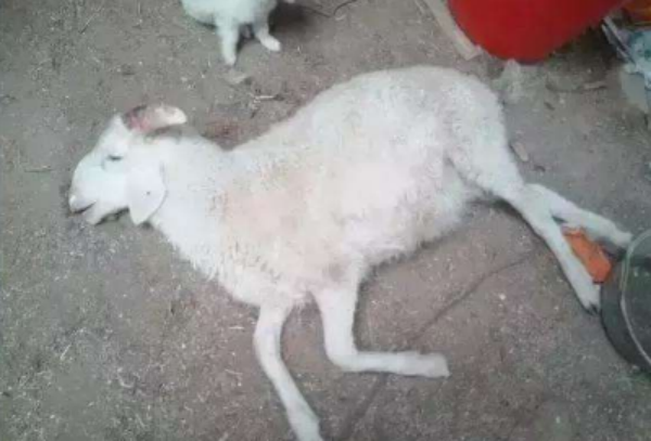 羊白肌病的症状图片有哪些？