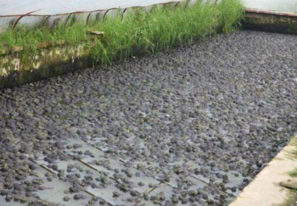 沼泽绿牛蛙介绍及图片、价格