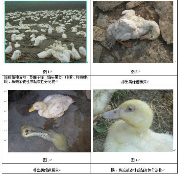 鸭黄病毒病什么症状？多久可恢复？