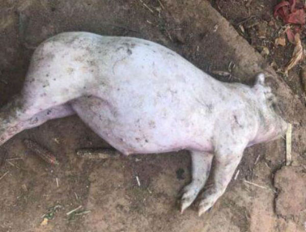 猪魏氏梭菌病什么症状?怎么引起的?