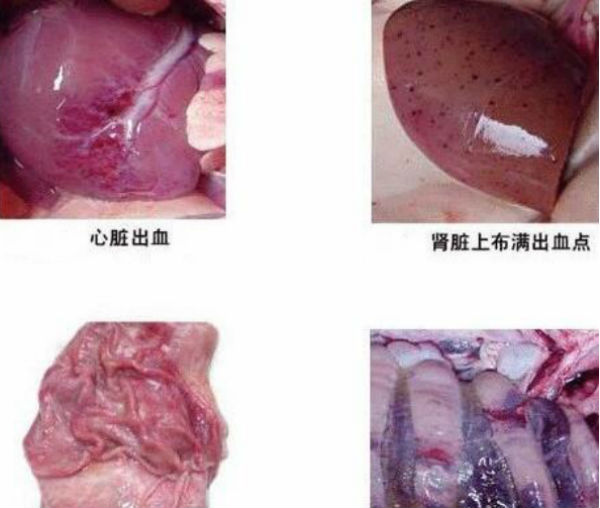 猪脑心肌炎症状有哪些？会传染人吗？