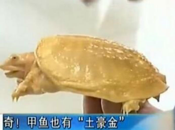 土豪金甲鱼怎么样？多少钱一斤?