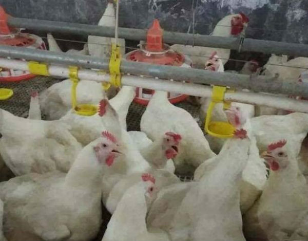 热应激给鸡带来的危害有哪些?鸡热应激怎么治疗?