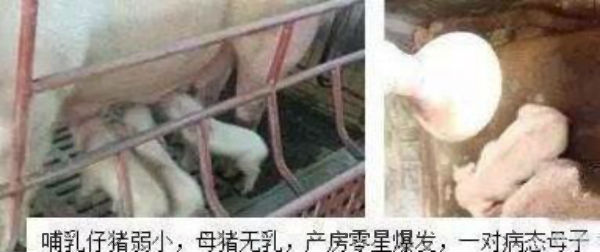 母猪无乳综合征病因有哪些？有什么症状表现？