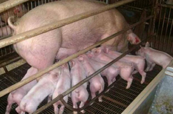 母猪得了无乳综合征怎么办?