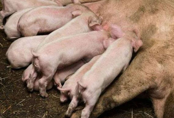 母猪无乳综合征用什么药好？