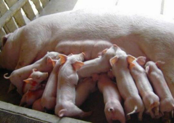 母猪无乳综合征的治疗方法