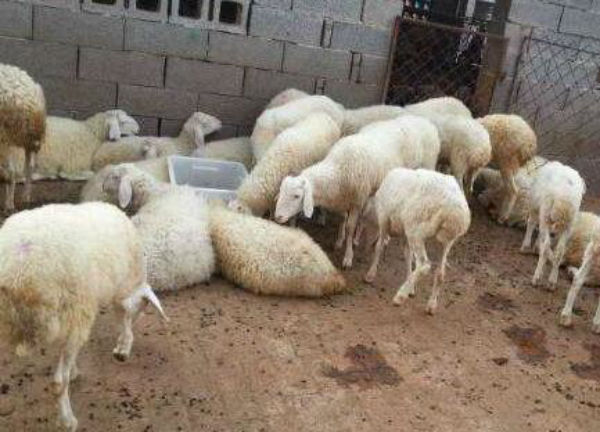 羊瘤胃积食用什么药？中药治疗羊瘤胃积食