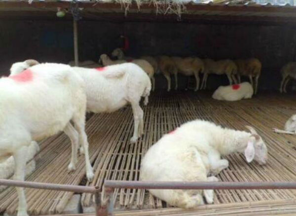 羊呼吸道病用什么药最好？ 