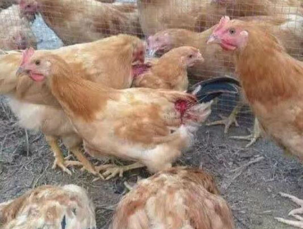 鸡异食癖怎么办？可引起鸡异食癖的原因有哪些？