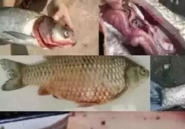 鱼细菌性败血症的症状有哪些？对鱼的危害大吗？