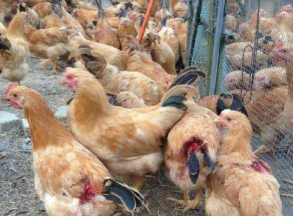 鸡异食癖有什么症状?有哪几种类型？