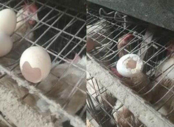 鸡异食癖怎么治？