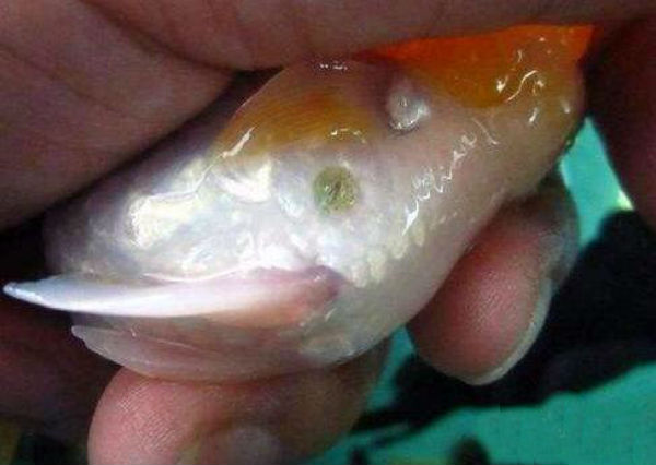 鱼虱病症状有哪些？虱子对鱼有什么危害？