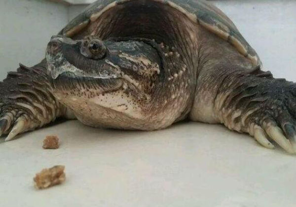 鳄鱼龟不吃东西怎么办？能活多久？
