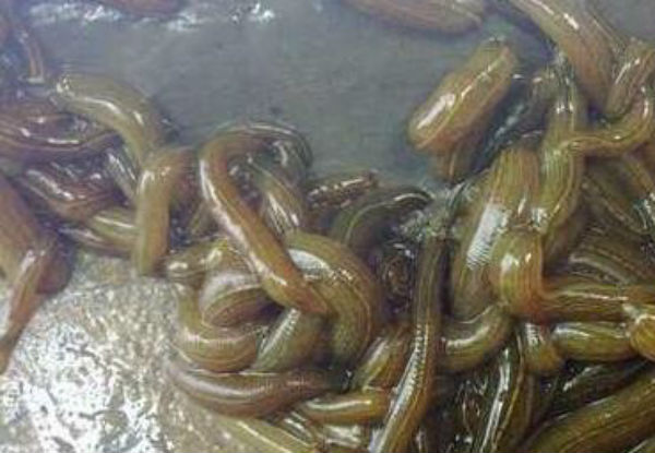 水蛭好养吗？水蛭吃什么食物？ 