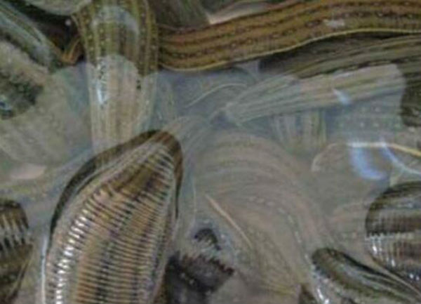 养水蛭前景如何？水蛭养殖是骗局吗?