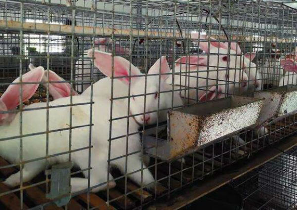 肉兔怎么养？肉兔养殖技术大全