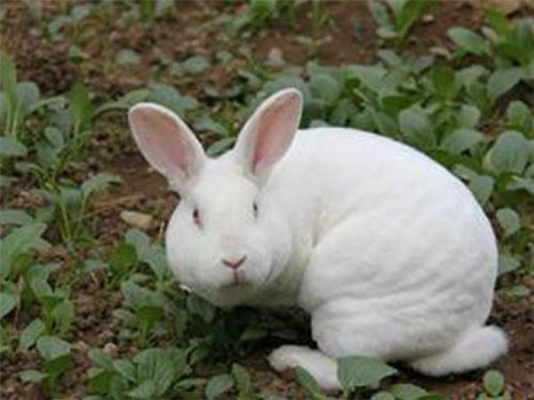 肉兔价格多少钱一只/斤?兔肉价格多少钱一斤?