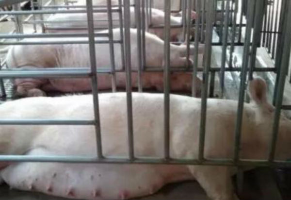 母猪分娩前有什么预兆？母猪分娩多长时间正常？