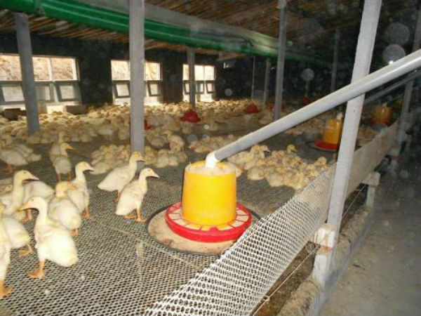 鸭副粘病毒病用什么药治疗?能治好吗?