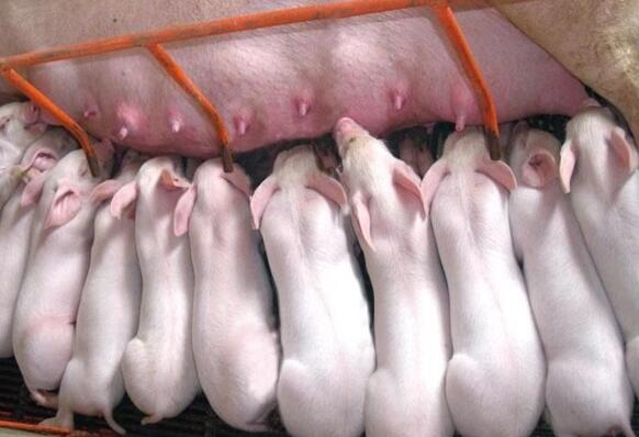 母猪产仔