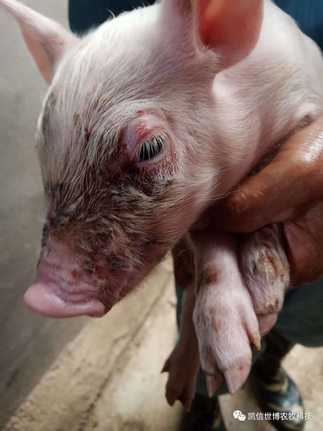 今天分享的是仔猪渗出性皮炎.