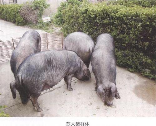 苏太母猪的优缺点有哪些？苏太母猪配什么公猪好？