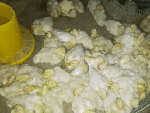 鸭气囊炎的症状有哪些?用什么药治疗?