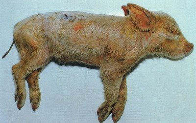 猪弓形虫病的症状分析，猪弓形虫症状的临床表现
