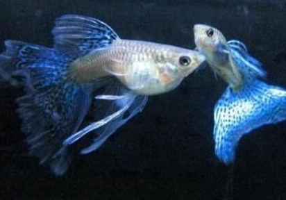 凤尾鱼下崽时有什么征兆？凤尾鱼从怀孕到生多久？