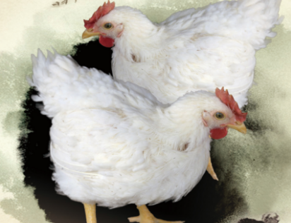 肉杂鸡肉杂鸡是肉鸡和蛋鸡杂交而成的品种,该鸡生长周期短,生长速度