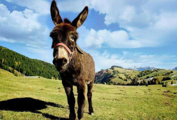 德州驴德州驴又名乌头驴,渤海黑驴,是我国大型驴种之一,也是我国优秀