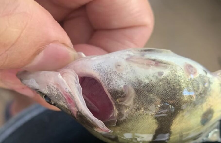 鱼车轮虫病症状图片有哪些？鳜鱼、观赏鱼车轮虫病的症状是什么？