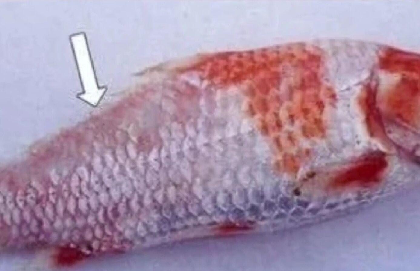 鱼赤皮病症状是什么？不同种类鱼赤皮病症状不同！