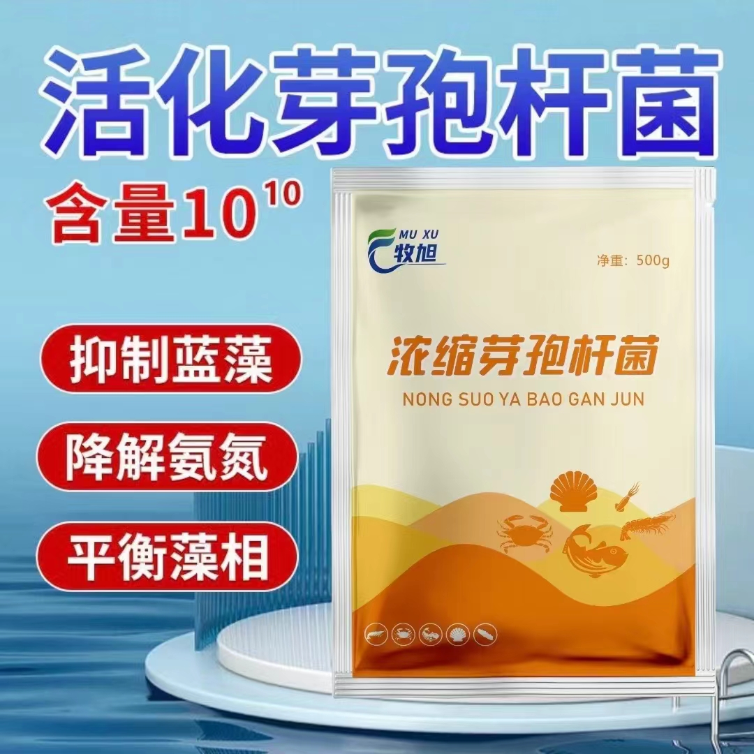 浓缩芽孢杆菌